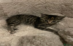 Mixed Breed cats for sale: Kittens for sale - Image 6