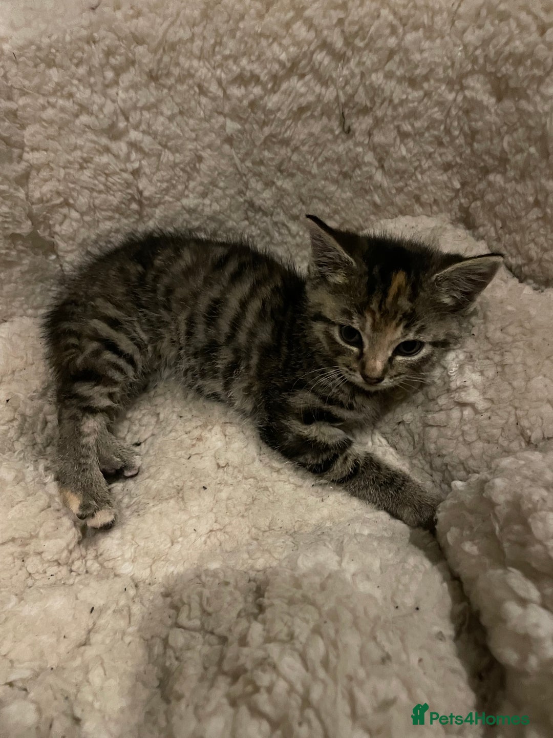 Mixed Breed cats for sale: Kittens for sale - Image 6