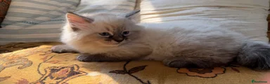 Siberian 1