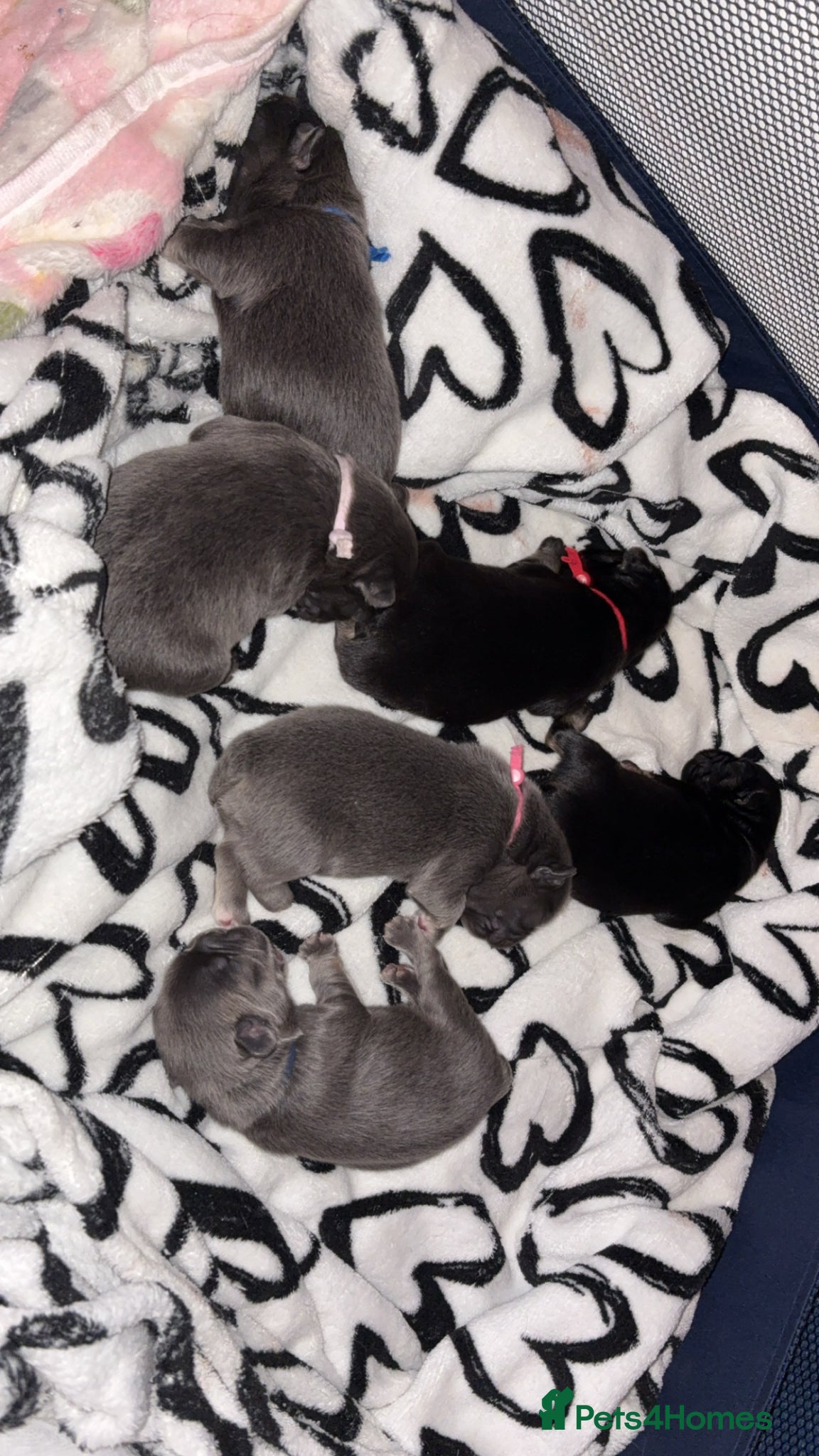 French Bulldog dogs for sale: 6 long haired French bulldogs for sale - Advert 7