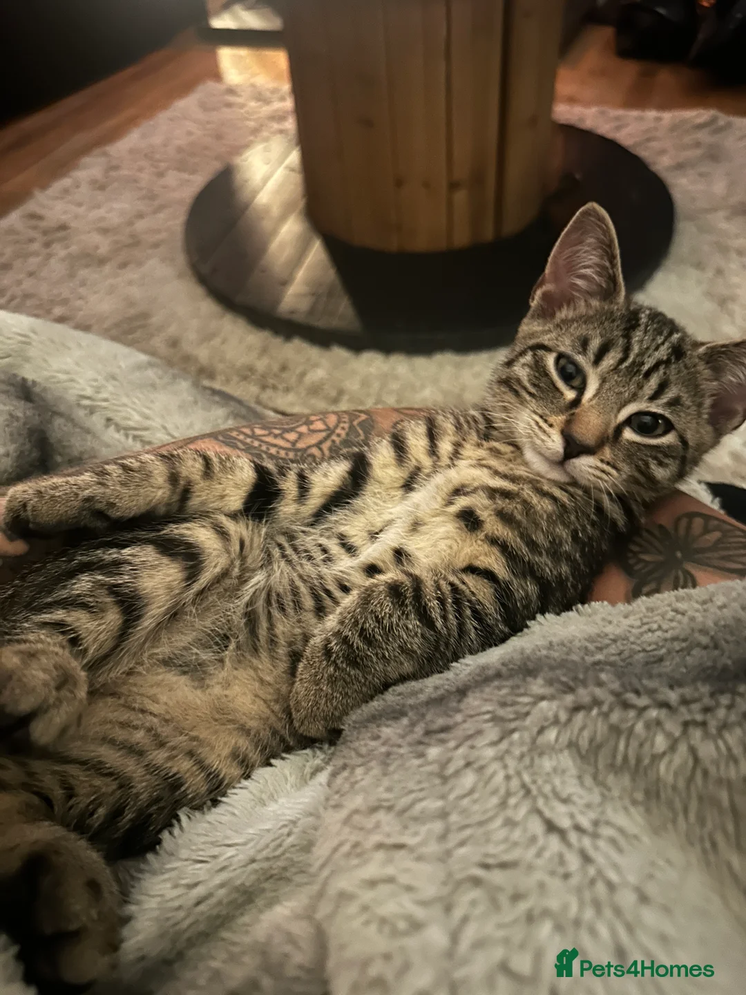 Mixed Breed cats for sale: 2 Beautiful loving kittens for sale  - Advert 10