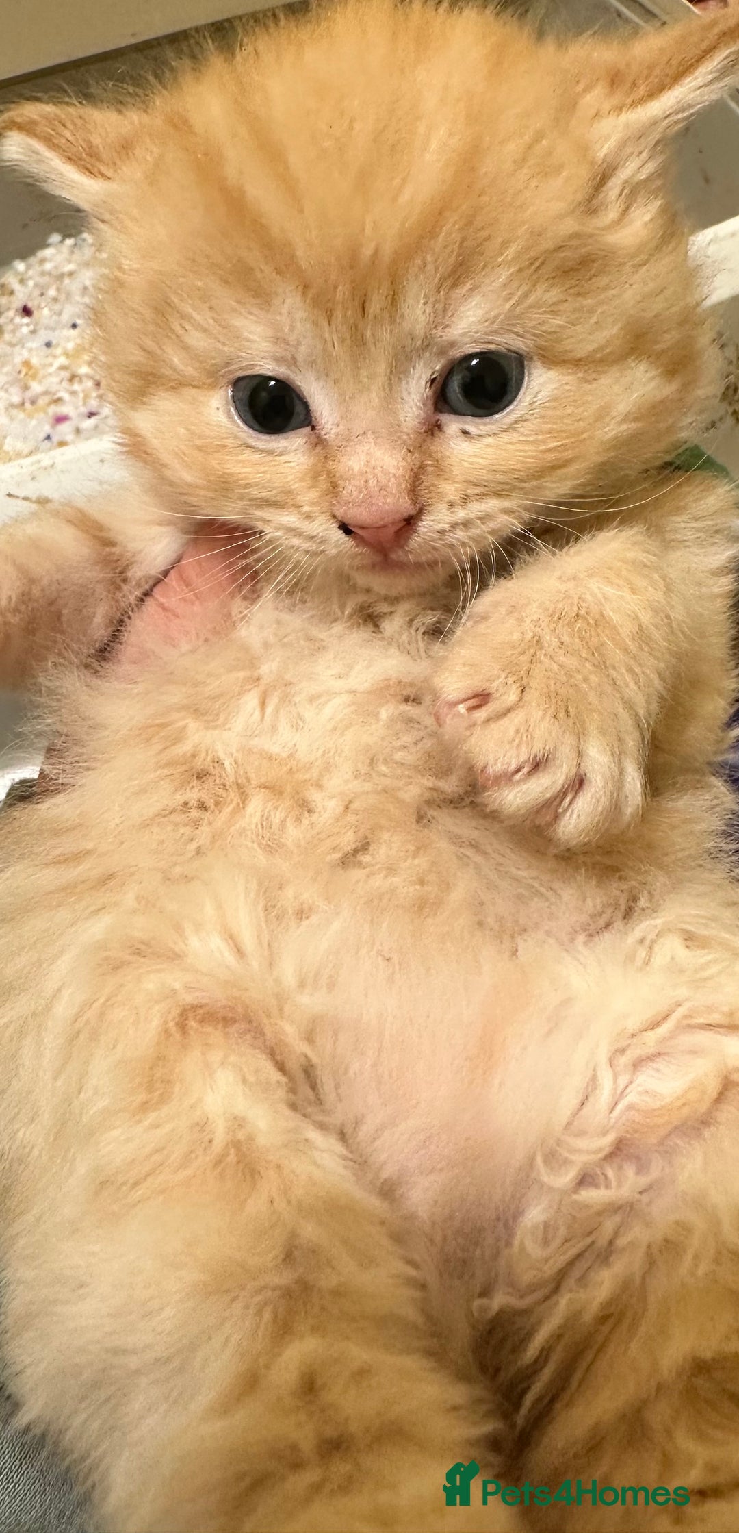 Maine Coon cats for sale: We have 4  sweet English Maine coon kittens❣️ - Advert 7