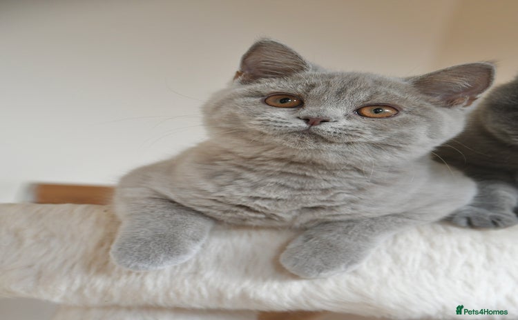 British Shorthair cats - Advert 3