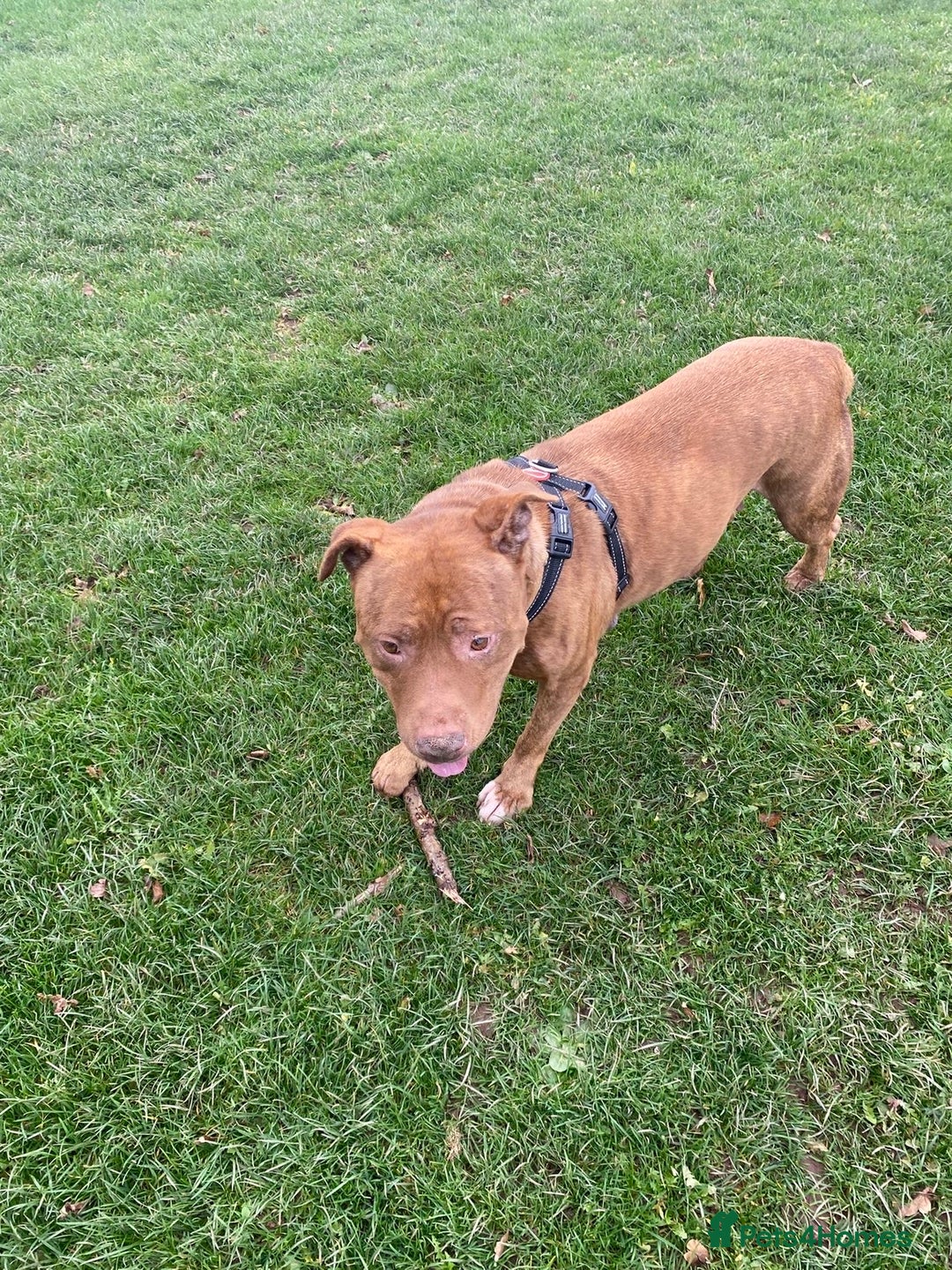 Staffordshire Bull Terrier dogs for sale: Staffy bull terrier  - Advert 1