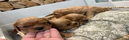 Cavalier King Charles Spaniel dogs for sale: 6 Ruby KC reg cavalier puppies  - Advert 5
