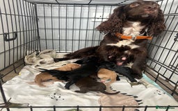 Cocker Spaniel dogs for sale: Cocker spaniel puppies  - Image 1