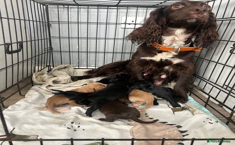 Cocker Spaniel dogs - Advert 7