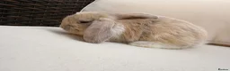 Mixed Breed rabbits for sale: Baby rabbits in Fareham - Advert 9