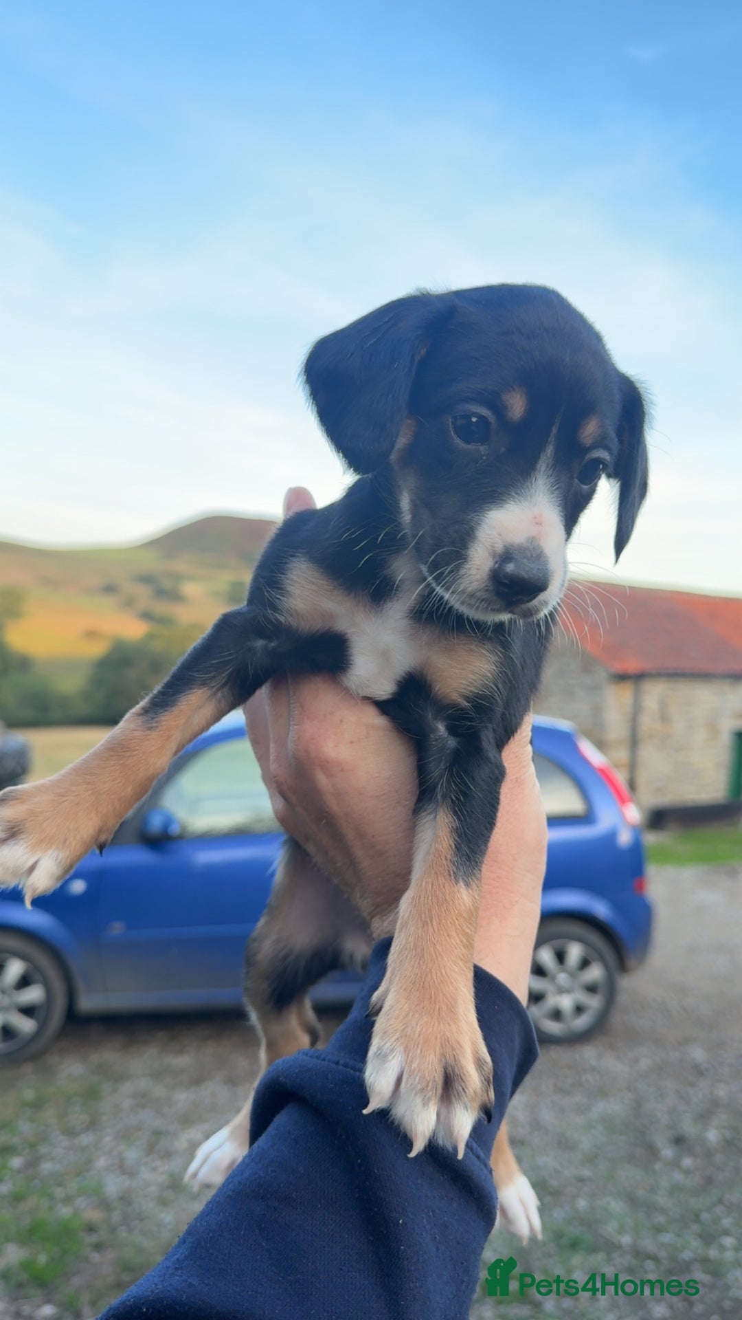 Mixed Breed dogs for sale: Lurcher x springer  - Image 6