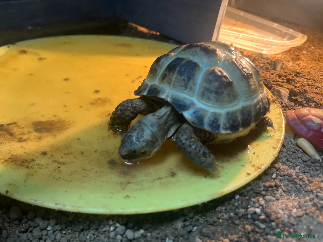 Tortoise reptiles for sale: Horsfield Tortoise  in Bury - Advert 8