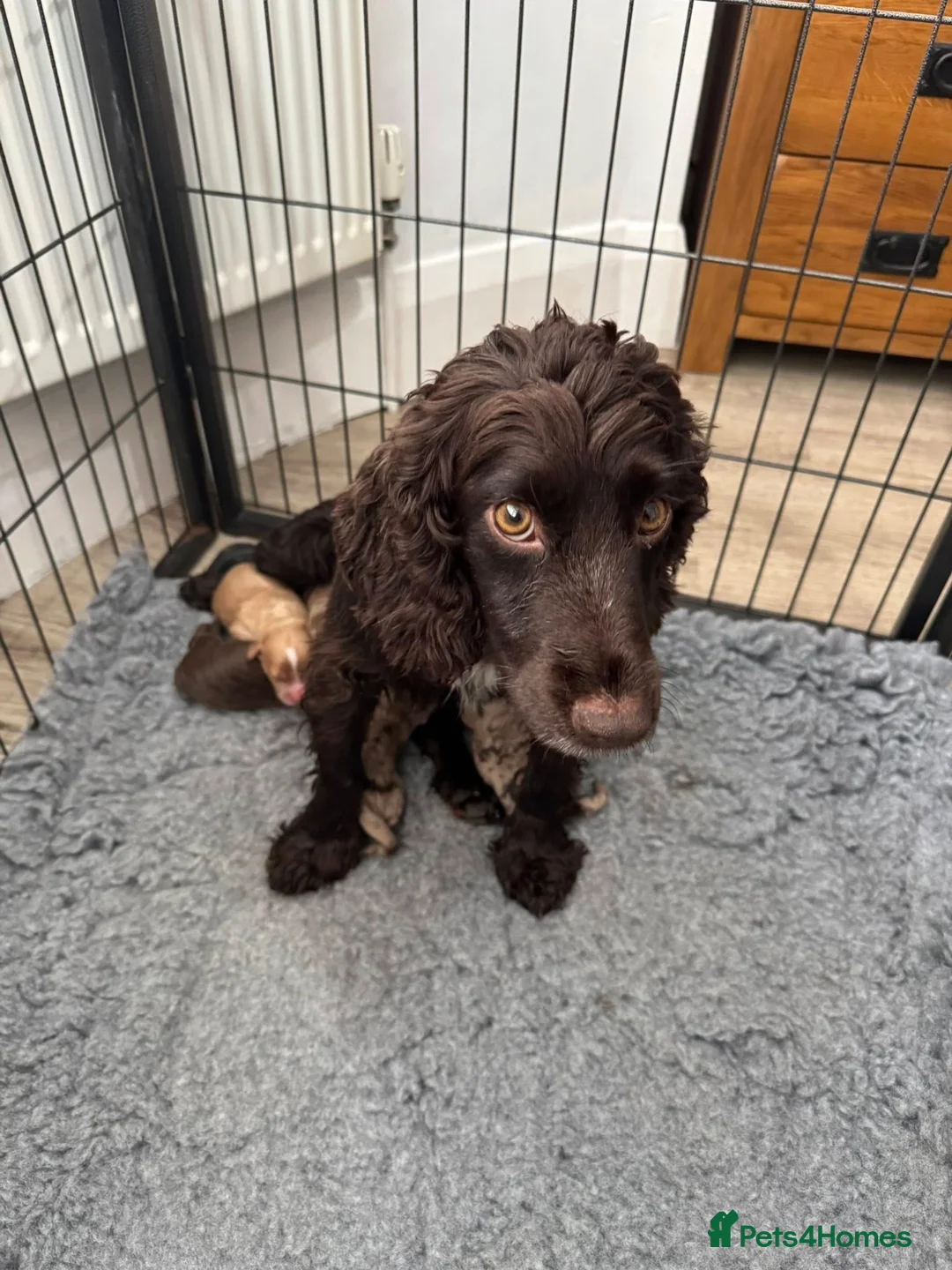 Cockapoo dogs for sale: ❤️ DNA TESTED, Stunning Cockapoos, 28th April - Advert 5