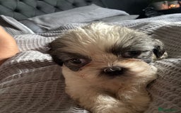 Shih Tzu dogs for sale: Shih zhus puppys - Image 10