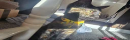 Mixed Breed cats for sale: 4-5month female kitten in Bexleyheath - Advert 7