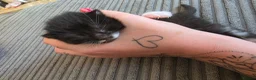 Mixed Breed cats for sale: Two beautiful black and white boy kittens - Advert 3