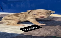American Bully dogs for sale: AMERICAN POCKET BULLYS - Image 5
