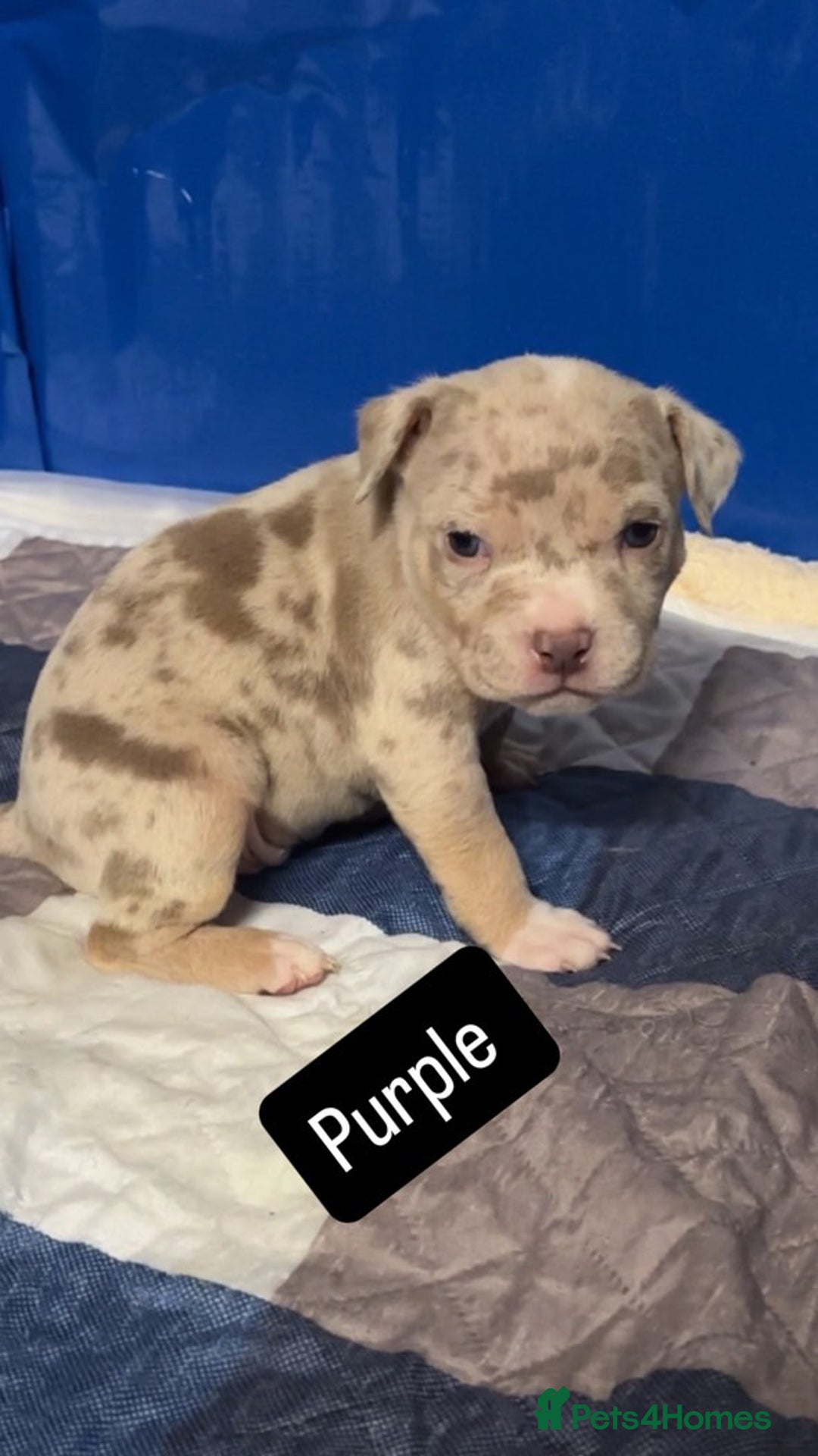 American Bully dogs for sale: AMERICAN POCKET BULLYS - Image 5