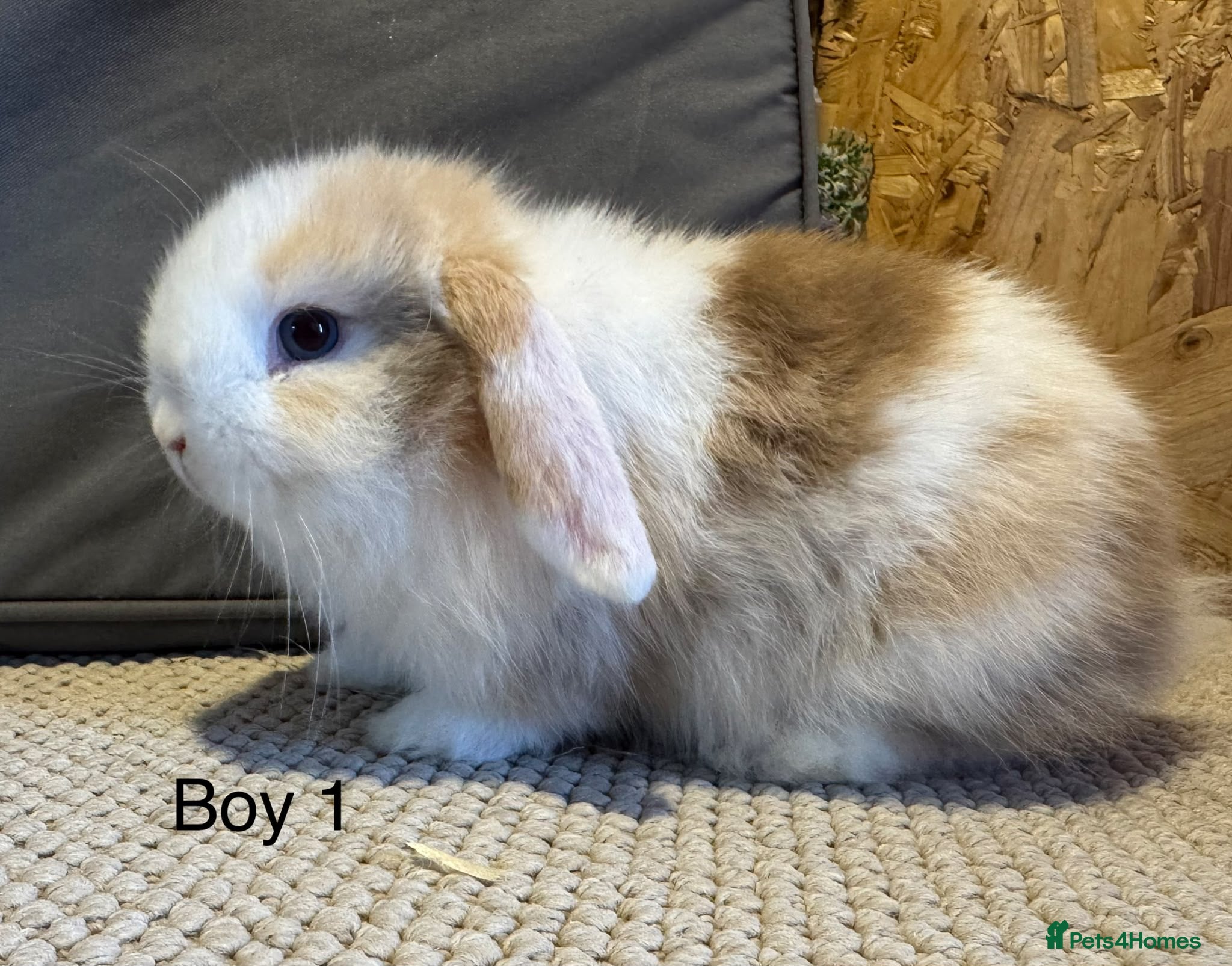 Mini Lop rabbits Stunning Mini Lops, Ready to reserve🐰 - Advert 1
