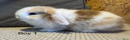 Mini Lop rabbits for sale: Stunning Mini Lops, Ready to reserve🐰 - Advert 4