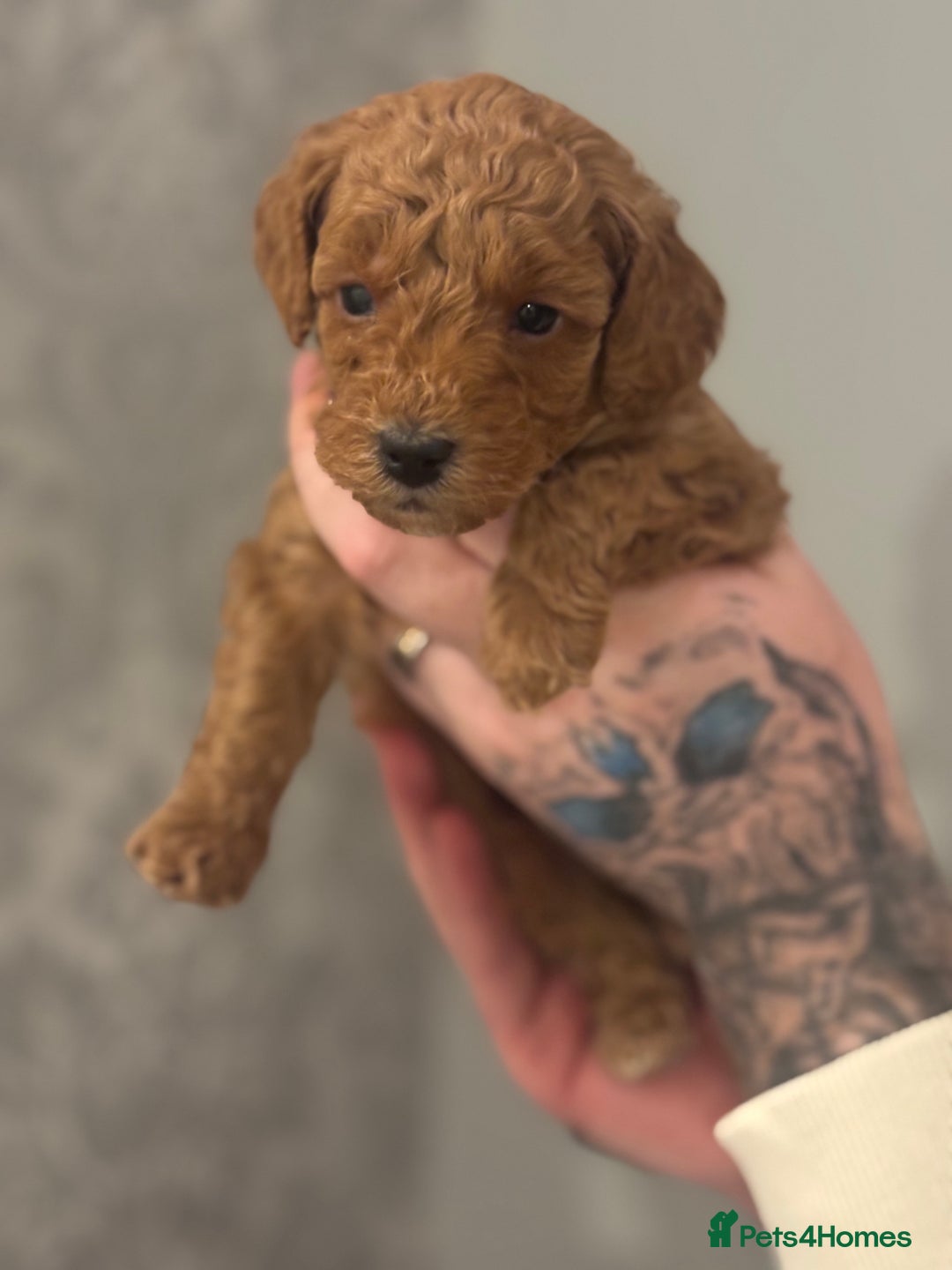 Toy Poodle dogs for sale: Toy poodle puppies *Ready for  ** * - Advert 28