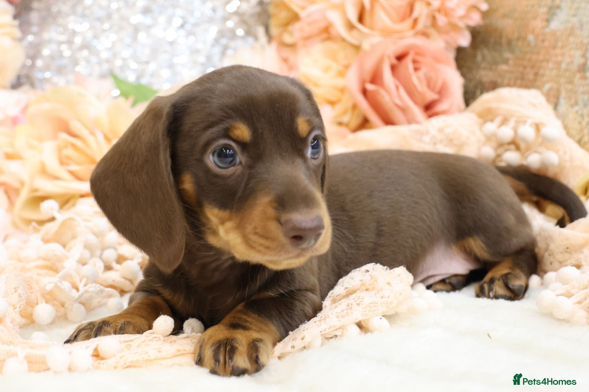 Miniature Dachshund dogs KC Miniature Dachshund Puppies - Advert 1