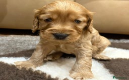 Cockapoo dogs for sale: F1 Miniature Cockapoo puppies  - Image 9
