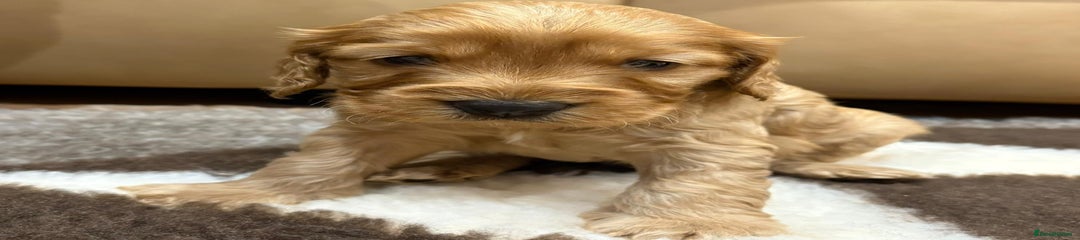 Cockapoo Puppy 5