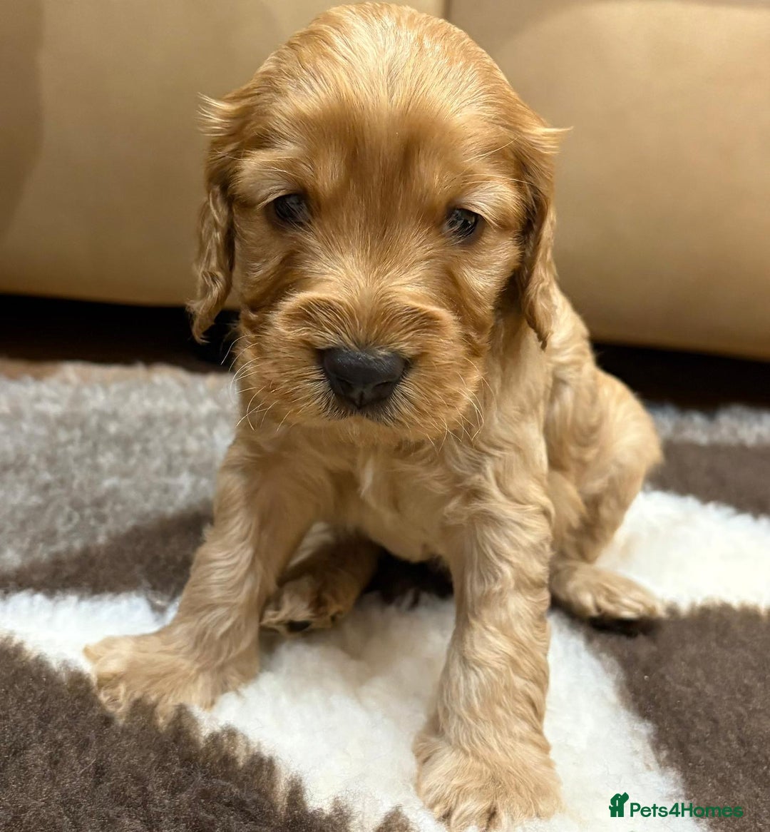 Cockapoo dogs for sale: F1 Miniature Cockapoo puppies  - Image 9