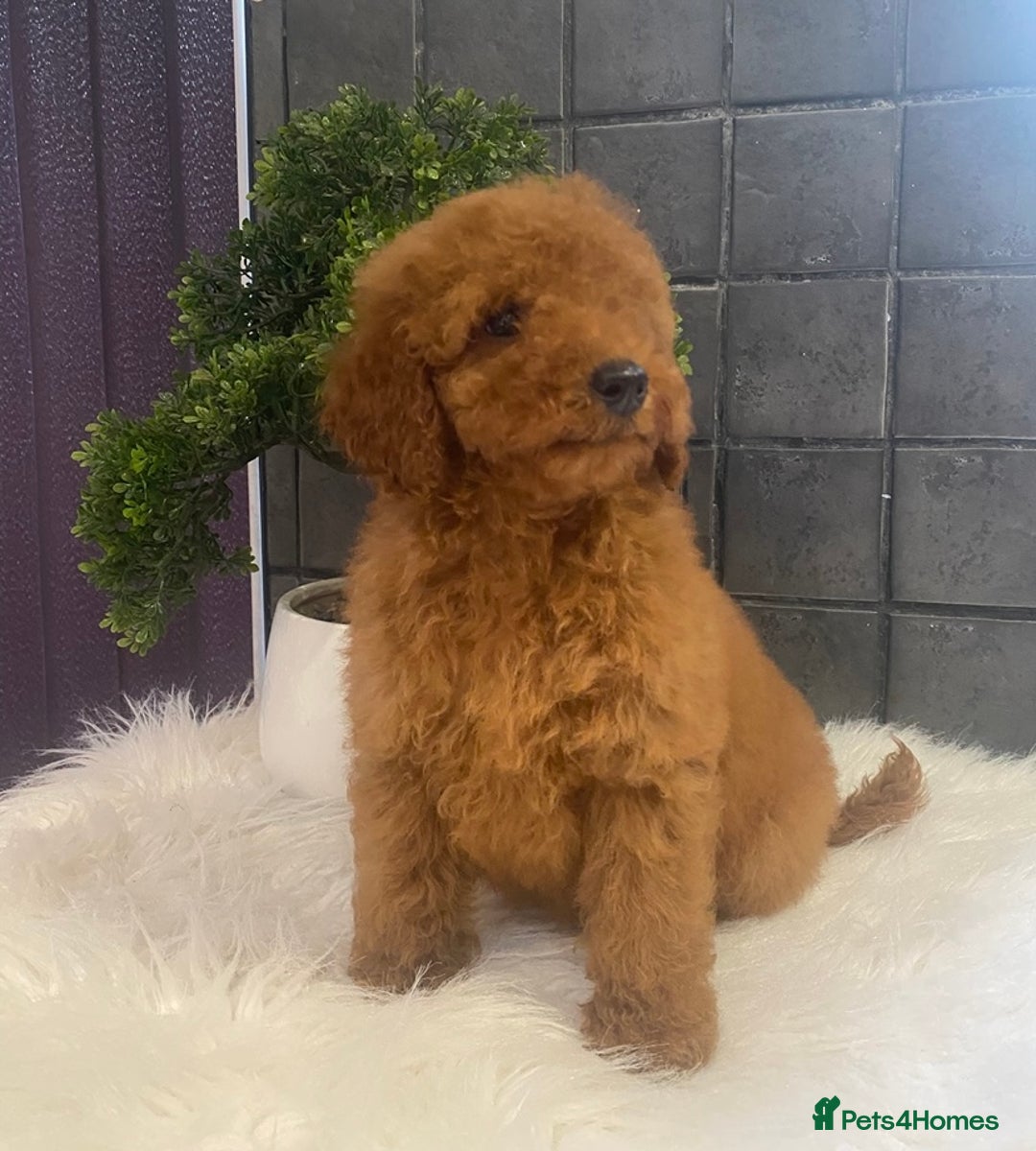 Miniature Poodle dogs for sale: Gorgeous Red Minature Poodle Puppies  - Advert 2