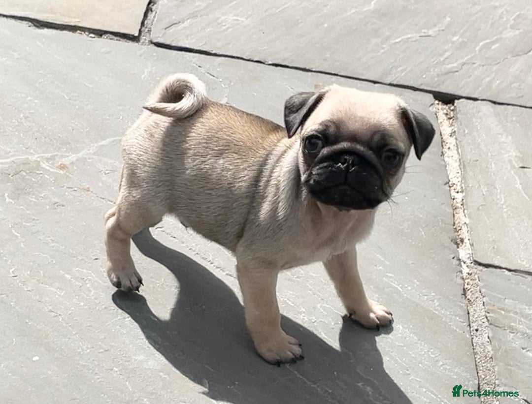 Pug dogs for sale:  Deep apricot multi champion pedigree pug puppies  in Bolton - Image 30
