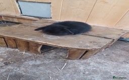 Mini Lop rabbits for sale: Cashmere mini lops ready now  - Image 1