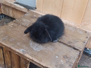 Mini Lop rabbits - Advert 37