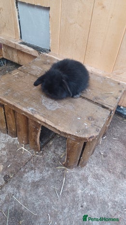 Mini Lop rabbits - Advert 14