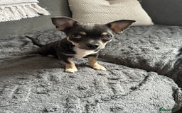 Chihuahua dogs for sale: Beautiful blue tri chihuahua girl - Image 4