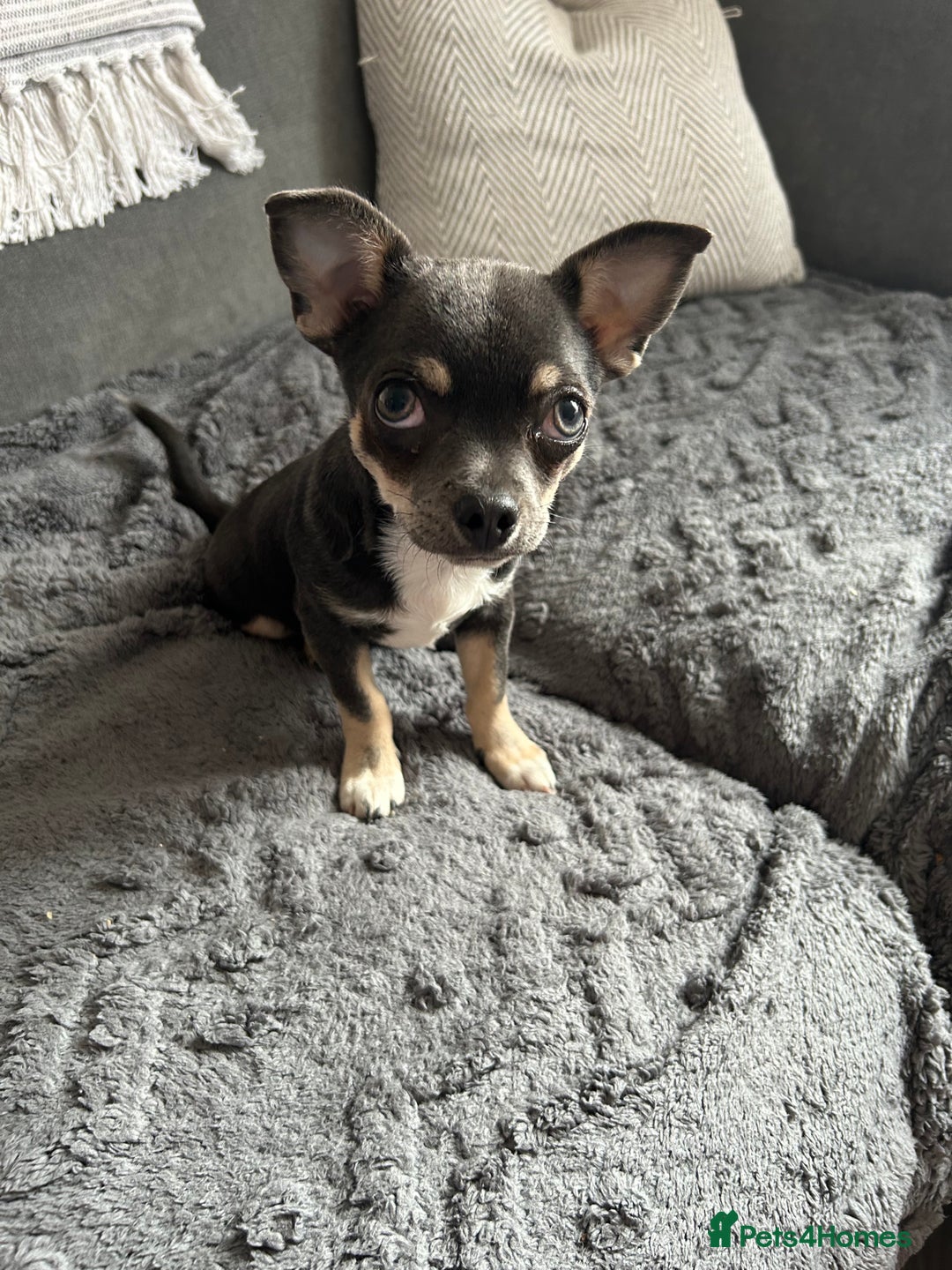 Chihuahua dogs for sale: Beautiful blue tri chihuahua girl - Image 4