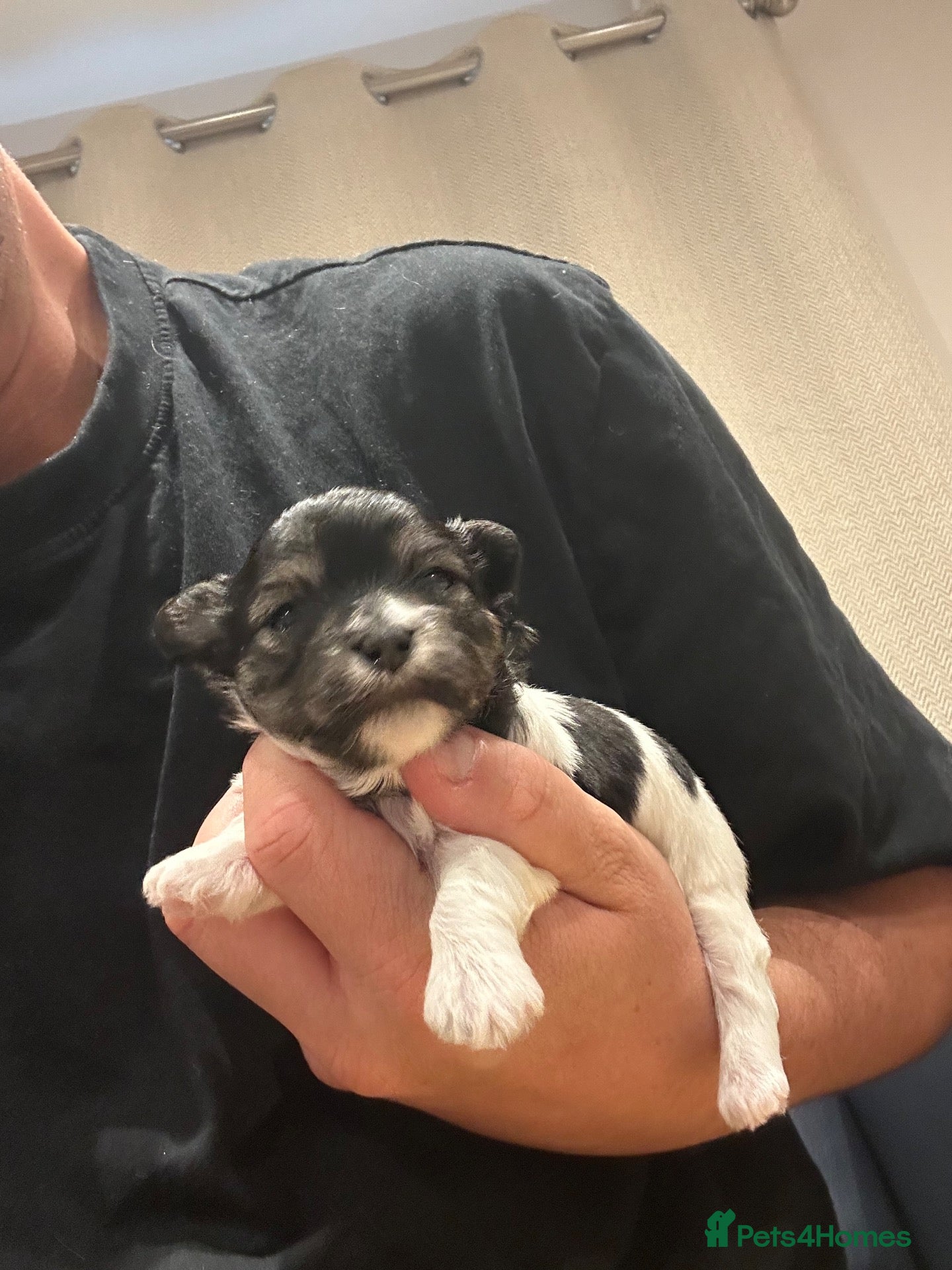 Maltipoo dogs Tiny Asian Maltipoo 2kg  - Advert 2