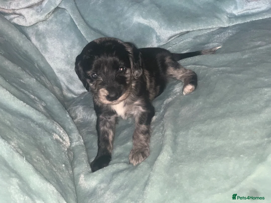 Cockapoo dogs for sale: BEAUTIFUL F2 COCKAPOO PRA CLEAR - Advert 36