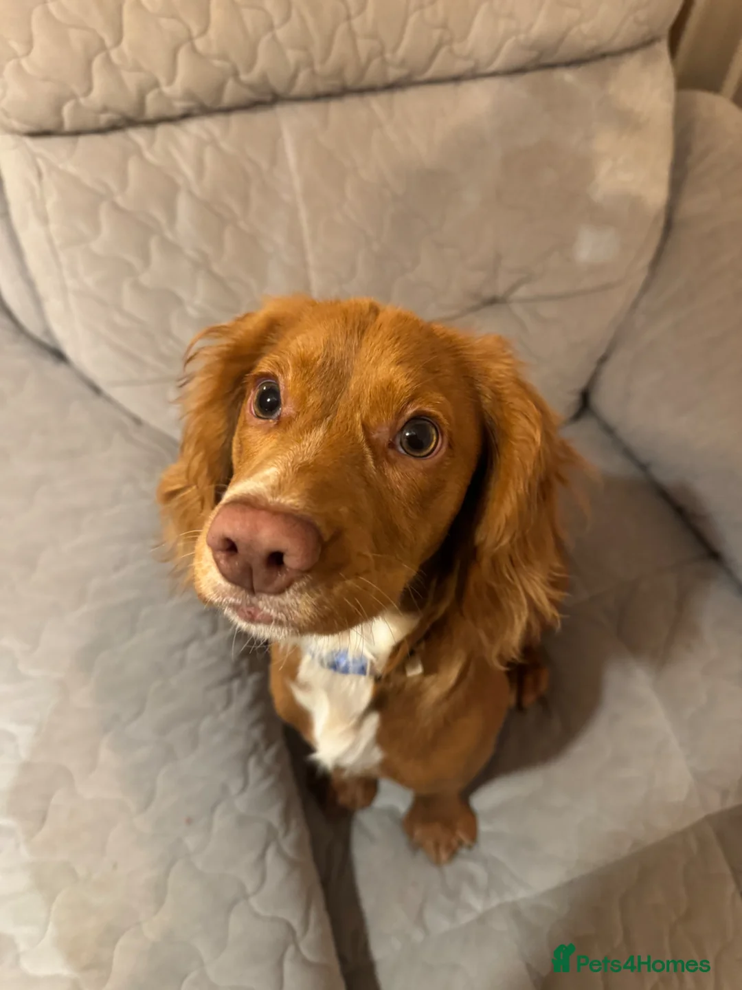 Cocker Spaniel dogs for sale: Sad goodbye  - Advert 4