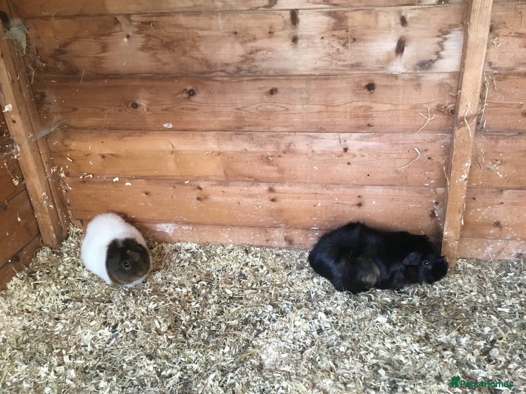 Guinea Pig rodents for sale: 6 adult sows 1 adult male  - Image 4