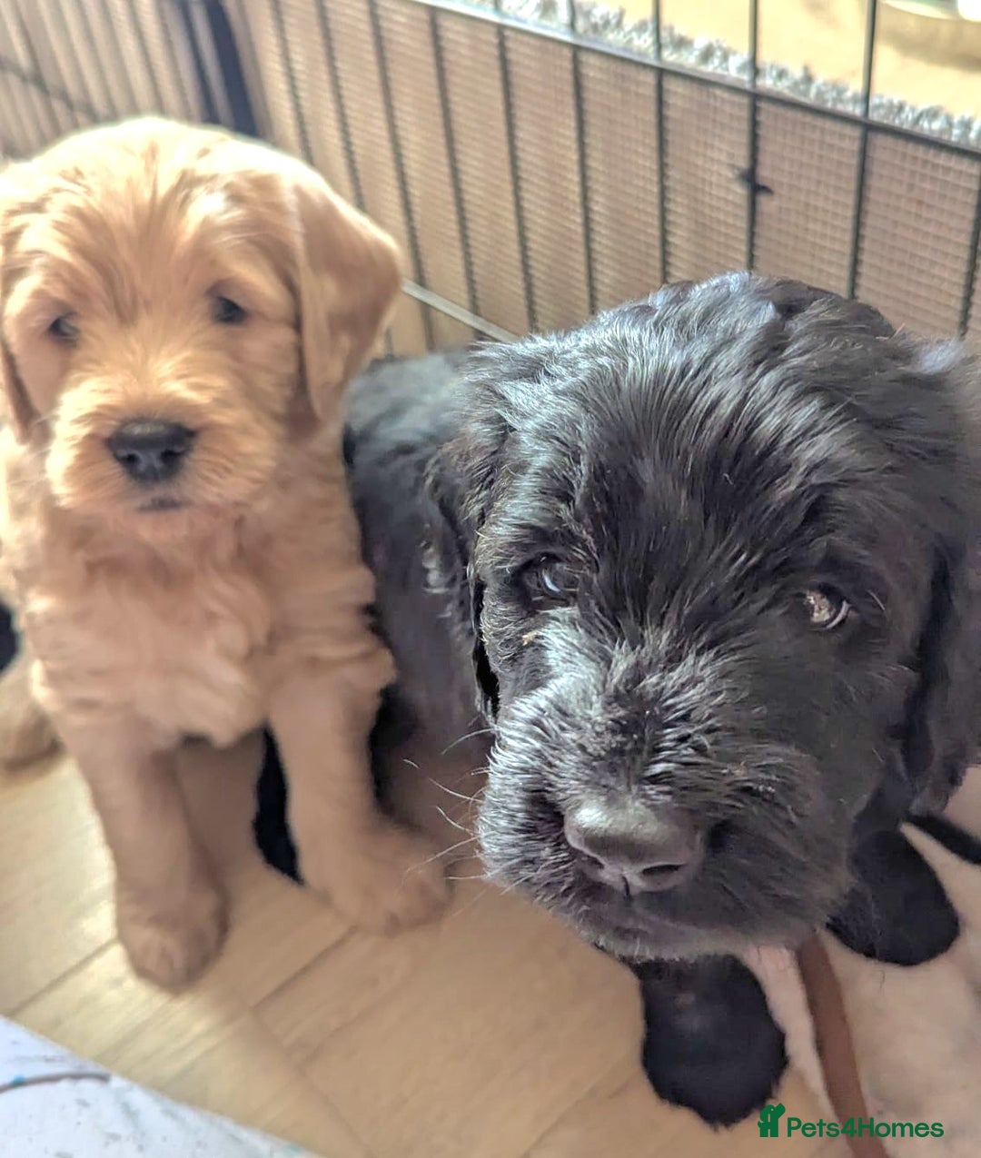 Mixed Breed dogs for sale: Bernedoodle  - Advert 7