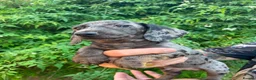 Dachshund dogs for sale: Beautiful litter of Rainbow Puppies - Advert 3