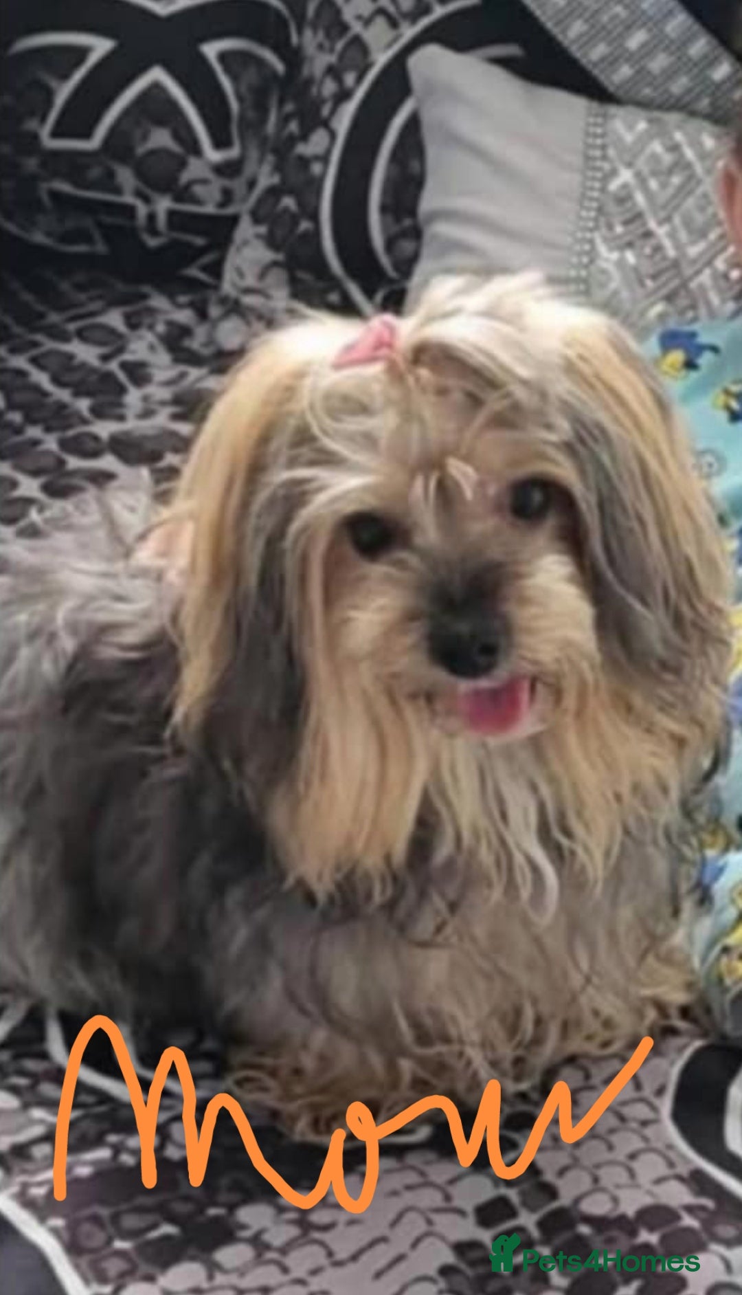 Yorkshire Terrier dogs for sale: for sale  - Advert 2