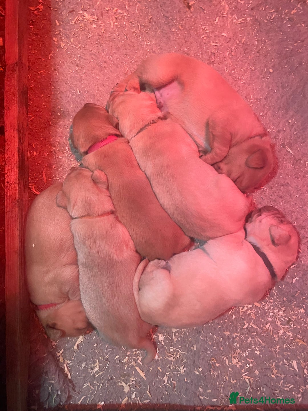 Labrador Retriever dogs for sale: KC Labrador pups ready 5th Jan 26 - Advert 23