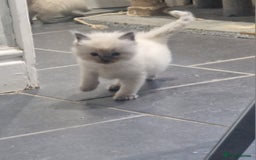 Ragdoll cats for sale: Beautiful Ragdoll kittens - Advert 2