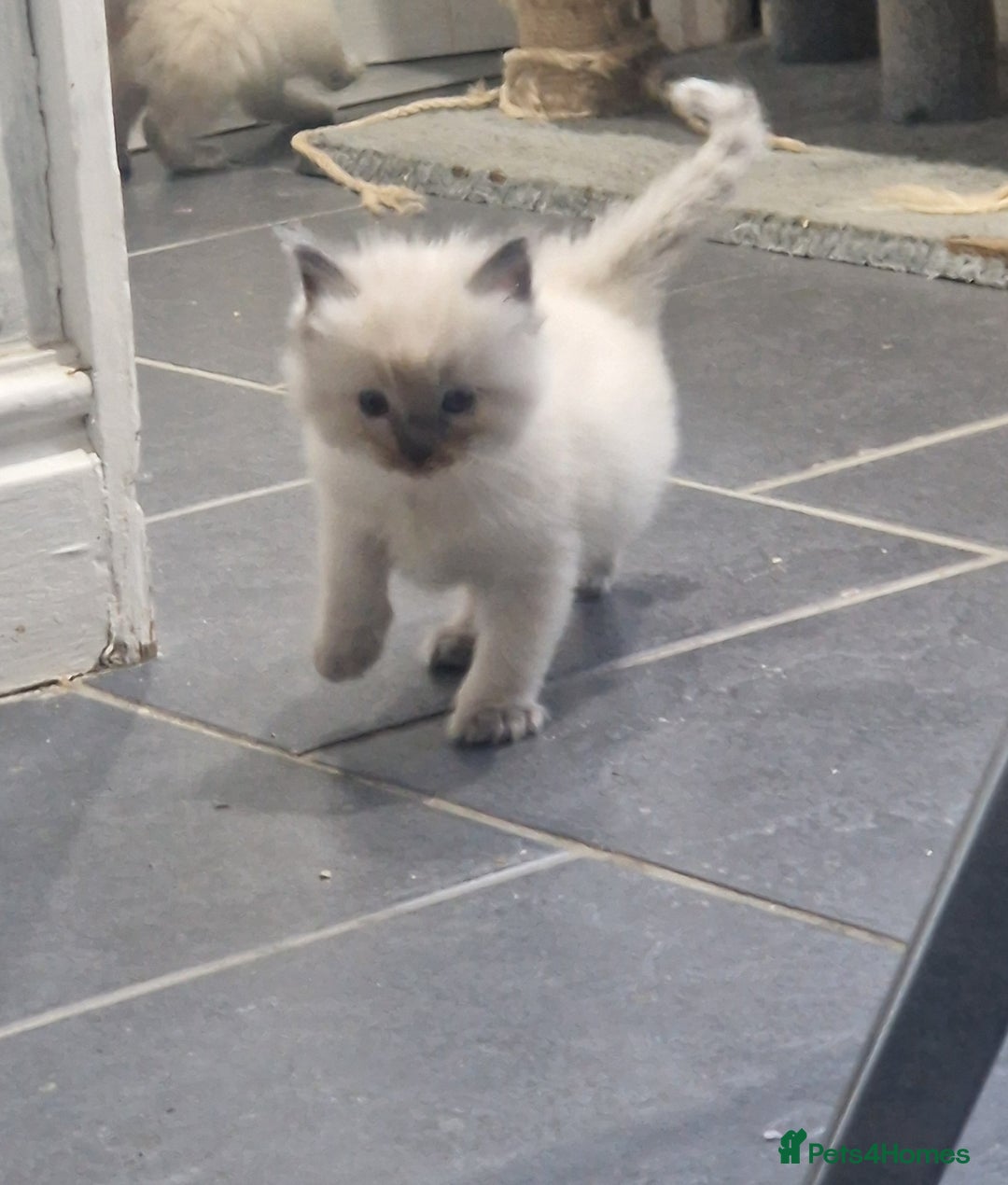Ragdoll cats for sale: Beautiful Ragdoll kittens - Advert 2