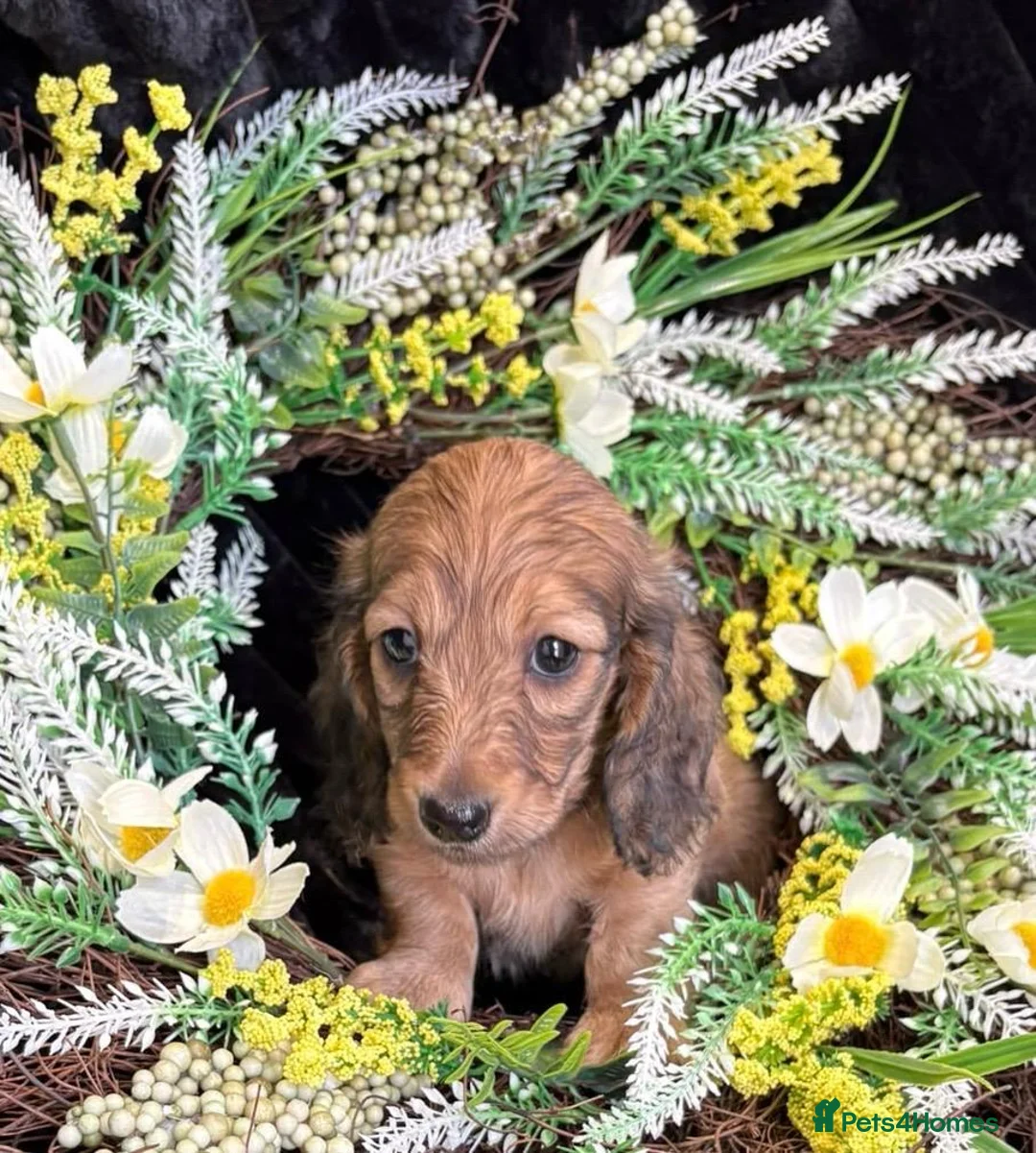 Miniature Dachshund dogs for sale: Stunning kc reg miniture dachshund in Deal - Advert 2