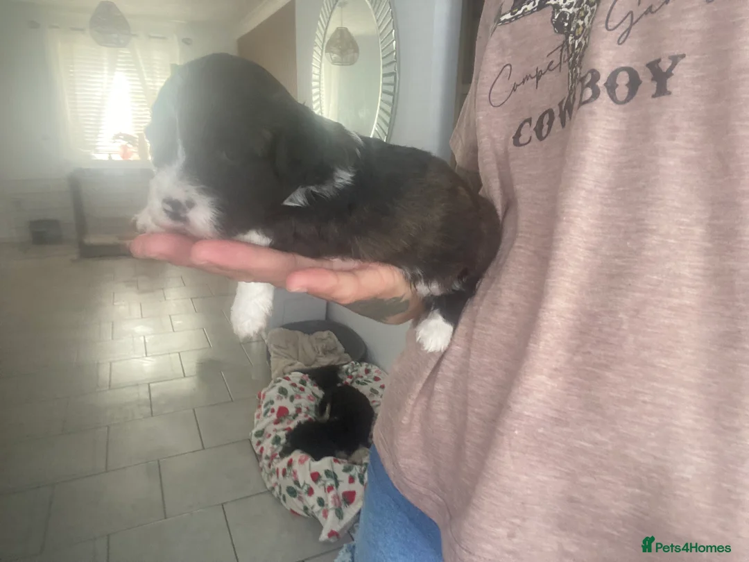 Mixed Breed dogs for sale: Shih-poo X Puppies - Advert 2