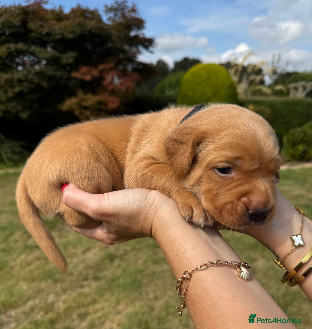 Labrador Retriever dogs for sale: ❤️ 🐾 KC registered Fox Red Labrador Pups, Angus - Image 6