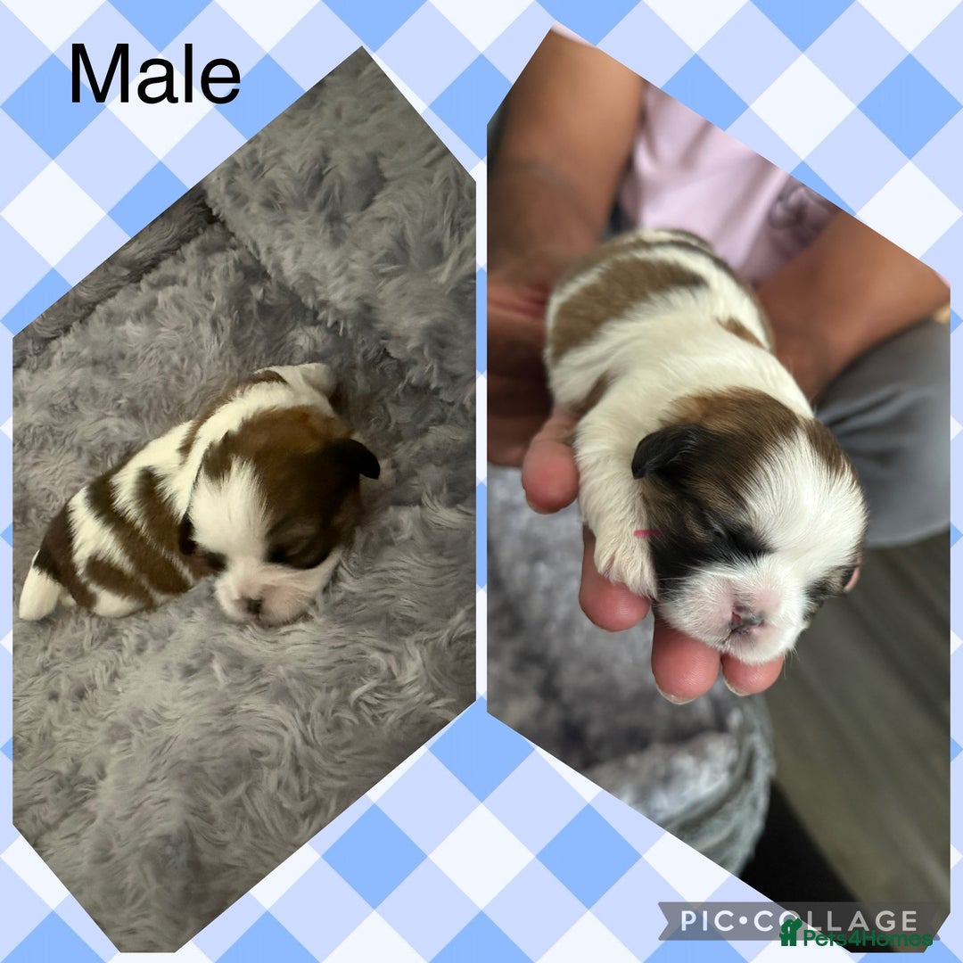 Shih Tzu dogs for sale: 3 males and 1 shiz tzu puppies for sale  - Image 7