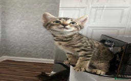 Bengal cats for sale: Bengal girls - Image 9