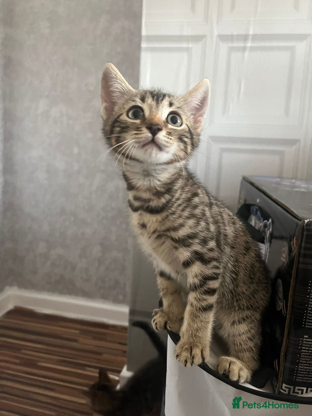 Bengal cats for sale: Bengal girls - Image 9